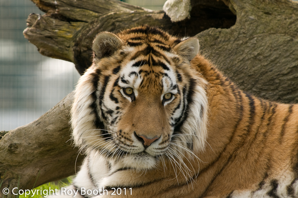 D3C_9029